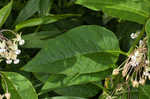 Poke milkweed